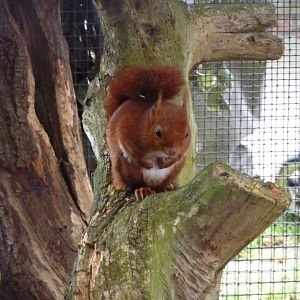 Red squirrel - 20th August 2012