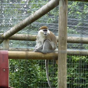 Vervet monkey - 20th August 2012