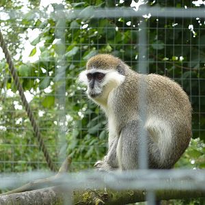Vervet monkey - 20th August 2012