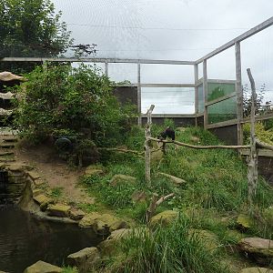 Ibis aviary - 20th August 2012