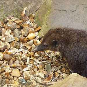 Kusimanse - 20th August 2012