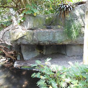 Disney's Animal Kingdom- Oasis- Part 1 of Reeves's Muntjac Exhibit