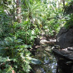 Disney's Animal Kingdom- Oasis- Part 2 of Reeves's Muntjac Exhibit