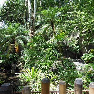 Disney's Animal Kingdom- Oasis- Part 3 of Reeves's Muntjac Exhibit