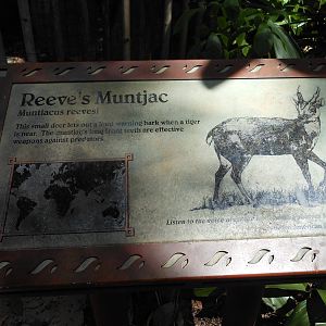Disney's Animal Kingdom- Oasis- Reeves's Muntjac Exhibit Signage
