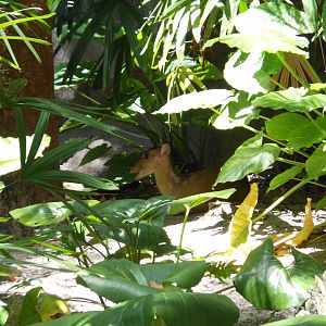 Disney's Animal Kingdom- Oasis- Reeves's Muntjac Hidden in Foliage