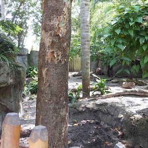 Disney's Animal Kingdom- Oasis- View 1 of North Sulawesi Exhibit