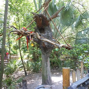 Disney's Animal Kingdom- Oasis- Scarlet Macaw Tree