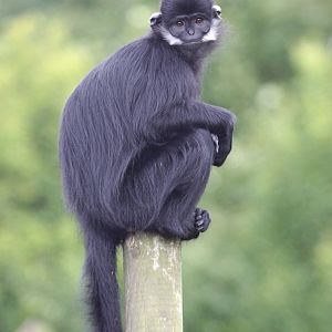 Francois langur (Trachypithecus francoisi francoisi)