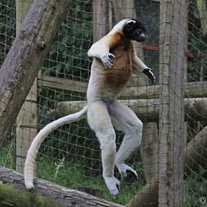 Crowned sifaka (Propithecus coronatus)