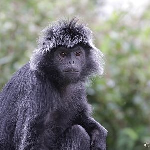 Javan brown langur (Trachypithecus auratus)