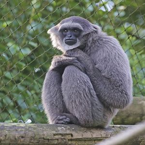 Moloch Gibbon (Hylobates moloch)