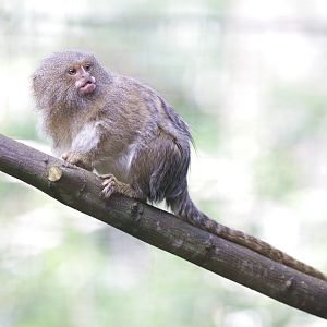 Pygmy Marmoset (Callithrix pygmaea niveiventris)