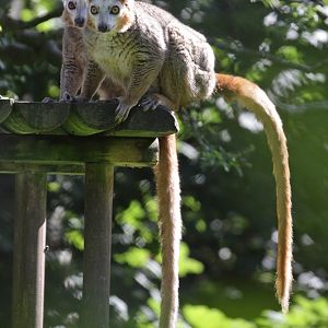 Crowned Lemur (Eulemur coronatus)