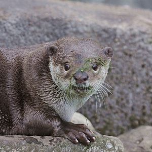 Smooth-coated Otter (Lutrogale perspicillata)