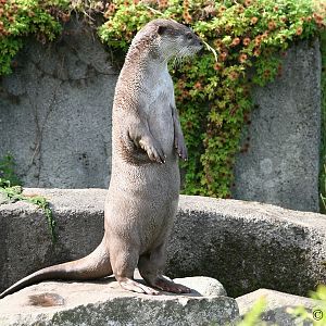 Smooth-coated Otter (Lutrogale perspicillata).