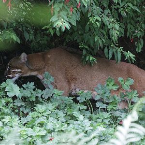 Temmincks Golden Cat (Catopuma temminckii temminckii)