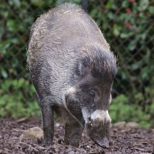 Visayan warty pig (Sus cebifrons negrinus)