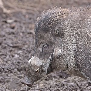 Visayan warty pig (Sus cebifrons negrinus).
