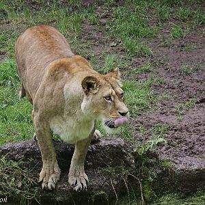 Barbary Lion (Panthera leo leo)