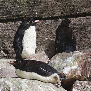 Rockhopper penguins (Eudyptes chrysocome chrysocome)