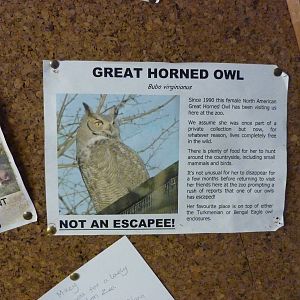 Great horned owl sign - 20th August 2012