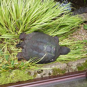 Common snapping turtle - 20th August 2012