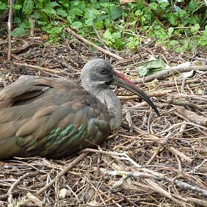 Nesting hadada ibis - 20th August 2012