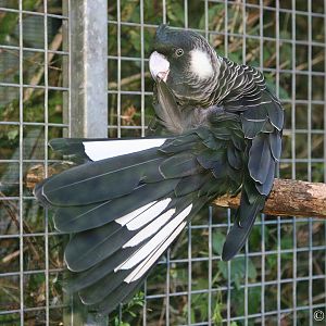 Short-billed Black-cockatoo (Calyptorhynchus latirostris)
