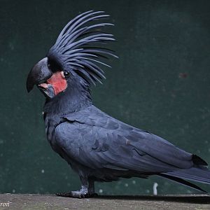 Palm Cockatoo (Probosciger aterrimus)