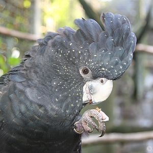 Red-tailed Black Cockatoo (Calyptorhynchus banksii) - female