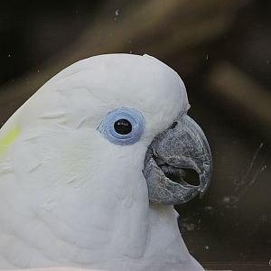 Blue-eyed Cockatoo (Cacatua ophthalmica)