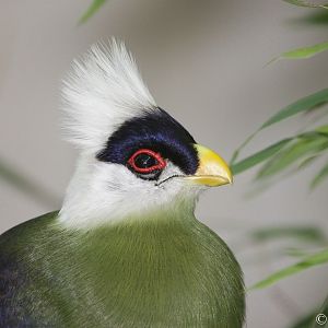 White-crested Turaco (Tauraco leucolophus)