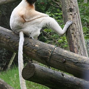 Crowned sifaka (Propithecus coronatus).