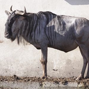 White-bearded Gnou (Connochaetes taurinus albojubatus)