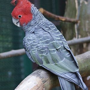 Gang-gang Cockatoo (Callocephalon fimbriatum)