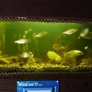 British rivers tank - 24th August 2012