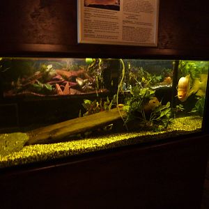 Cichlid tank - 24th August 2012