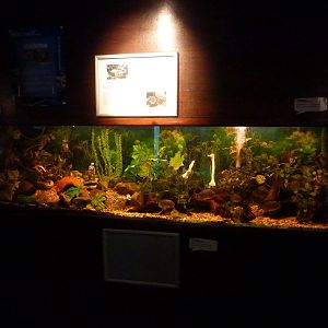 Young piranha tank - 24th August 2012