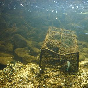 Coastal tank - 24th August 2012