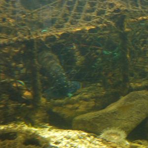 Lobster in the trap - 24th August 2012