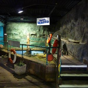 Sandy seabed exhibit - 24th August 2012