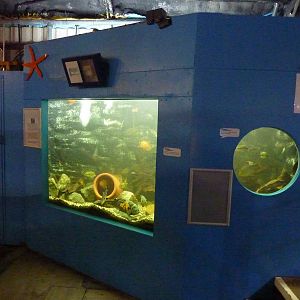 Large freshwater fish tank - 24th August 2012