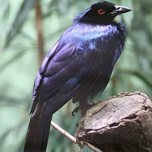 Trumpet Manucode (Manucodia keraudrenii)