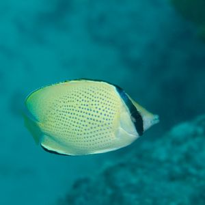 Citron Butterflyfish (Chaetodon citrinellus)