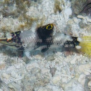 Juvenile Checkerboard Wrasse (Halichoeres hortulanus)