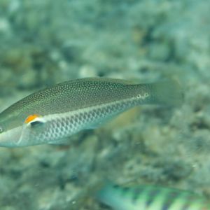 Redbanded Wrasse (Stethojulis bandanensis)