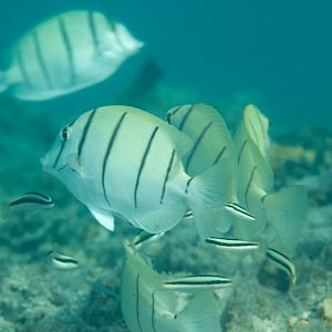 Convict Surgeonfish (Acanthurus triostegus)