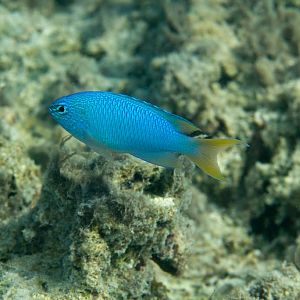 Blue Damsel (Pomacentrus pavo)