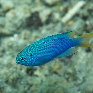 Blue Damsel (Pomacentrus pavo)